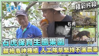 台灣第一等【石虎、山豬都現身搶吃的甜柿生態果園 富有柿 v.s. 次郎柿比一比】_478集精選版