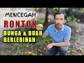 CARA MENCEGAH BUNGA & BUAH AGAR TIDAK RONTOK