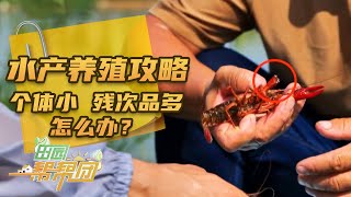 虾蟹鳜套养有门道，水塘套养水产品个体小、残次品多是何原因？水产套养与水产单独养殖方法大不同！「田园帮帮团」20241201 | 农业致富经 Agriculture And Farming