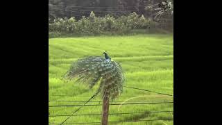 ගමේ ඉන්න ලස්සනම මොනර කොල්ලා..peacock sri 🇱🇰