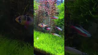 #shorts Cardinal tetra on mature Aquascape