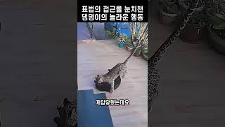 표범과 맞선 댕댕이! 목숨을 건 극적 탈출의 순간