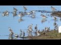 Urdaibai Bird Center - Pluvialis squatarola