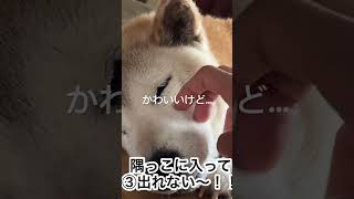 #老犬介護 #夜泣き#認知症犬 #柴犬