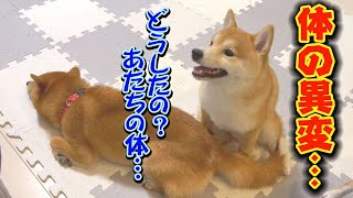 思うように体が動かない…放心状態になる子犬・・・