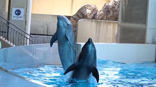 2021.07.22  Cool！Dolphin！～kizuna de summer～ 10:30