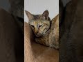 サビ猫って不人気？　 shorts サビ猫