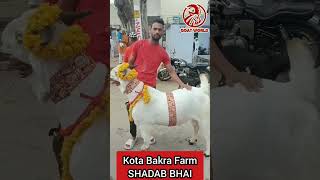 Kota Bakra Farm, Qurbani Goat. #shorts #funnyvideo #viral  #trending #sheep #bakre #goats