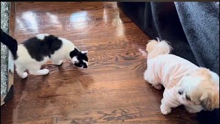 Dog vs Cat! | First Meeting