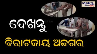 ଦେଖନ୍ତୁ ବିରାଟକାୟ ଅଜଗର | Odia News Live Updates | Latest Odia News | Samayalive