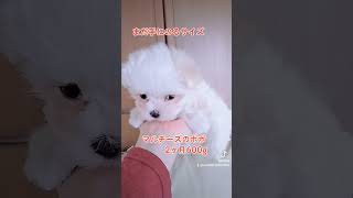 【パピー犬動画】手のひらサイズの犬600グラム　#パピー　#マルチーズ　#ポポ　#末っ子　#女の子　#パピー2ヶ月　#甘えん坊　#maltese baby　#子犬　#仔犬　#幼犬