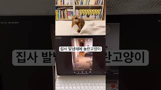 집사 발냄새에 놀란고양이 #고양이 #고양이영상 #웃긴동물