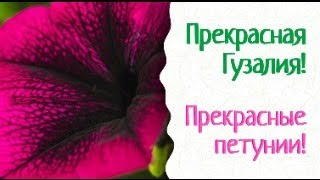 Тайны и секреты выращивания ранних ослепительно красивых петуний! Прекрасная Гузалия