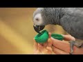 african grey parrot 4k