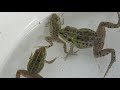 Capture a beautiful Japanese frog