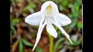 Engel Orchidee (Habenaria Grandifloriformis)