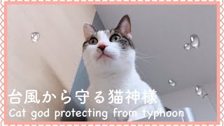 【台風一過と猫神様キスケ】Typhoon passing and Cute Cats