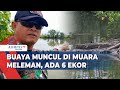 Buaya Muncul Kembali di Muara Meleman, Diperkirakan Ada 6 Ekor