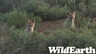 WildEarth - Sunset Safari - 23 Oct 2022