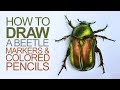 Drawing with Markers and Colored Pencils - Beetle Illustration