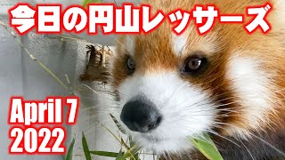 【レッサーパンダ】スマホのみで今日の円山レッサーズ　April 7 , 2022　Red Pandas at Maruyama Zoo