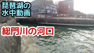 【水中動画】総門川の河口