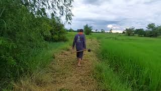 พาเดินชมบรรยากาศ หลังฝนตกบ้านนาสารคาม ยามเย็น