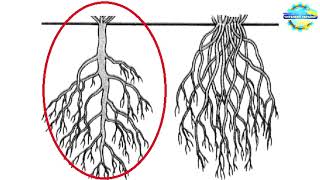 43 2 Корені та кореневі системи