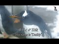 おたる水族館 ジェンツーペンギン”ダディ”は お元気です！