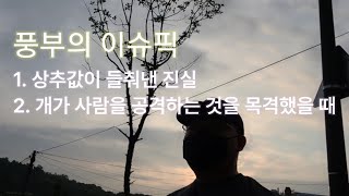 [매일새벽 걷는남자] 1. 상추값 2. 길에서 위험을 마주칠 때 (2022.07.17.)