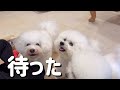 ビションフリーゼ三姉妹に届いた　✨夢の箱✨【doggy box】