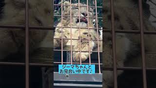 ノンビリ中のユキヒョウのスカイ君♡（いしかわ動物園）