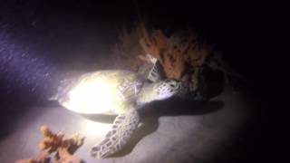 BHB Night Dive Solo Oct 2015