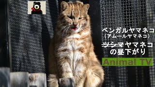 ベンガルヤマネコ（アムールヤマネコ）の昼下がり【アニマルテレビ】 #047 Leopard cat in the early afternoon 【Animal TV】