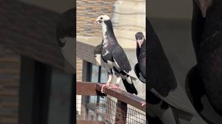 Pigeon lover #kabootarbazi #kabootar #pigeon #shortfeed #shorts #short #youtubeshorts