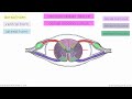 spinal cord meninges and internal structure anatomy tutorial