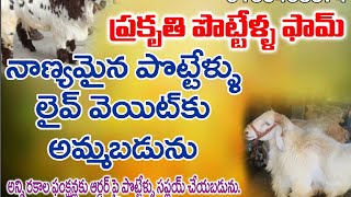 50 నెల్లూరు జుడిపి పొట్టేళ్ళు 70 మాచర్ల జాతి పొట్టేళ్ళు అమ్మకానికి ఉన్నాయి9160670285