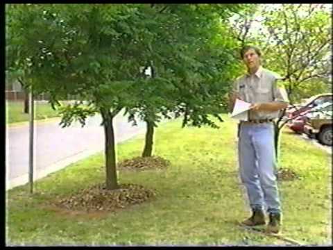 Proper Tree Pruning Methods Part 1 Youtube