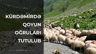 Kürdəmirdə qoyun oğruları tutulub