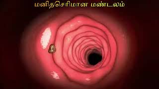 இவ்வளவு வேலை செய்கிறதா? உங்கள் செரிமான மண்டலம் #how