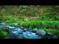 beautiful mountain stream water sounds with birds chirping relaxing nature sounds