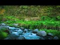 beautiful mountain stream water sounds with birds chirping relaxing nature sounds