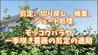 【無農薬の薔薇】7/3の満月へ向けての月のリズムのお手入れ 🌕 生殖成長期は剪定、切り戻し、摘蕾、シュート処理の適期 🌹モッコウバラや一季咲きの剪定を 🌹 MK*Roses 🌹 Zone 8a