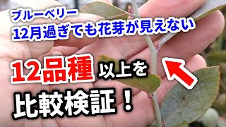 【ブルーベリー】３年生なのに花芽が付いてない？品種による違い