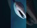 Китовая акула - самая безопасная для человека