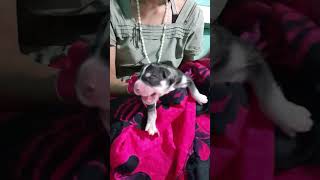 Helping My Pregnant Dog Give Birth Puppy With Respiratory Disorders #shorts #husky #puppy #labor