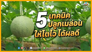 5 เทคนิคเริ่มต้นปลูกเมล่อนยังไง ? ให้โตไว | เกษตรเคล็ดไม่ลับ