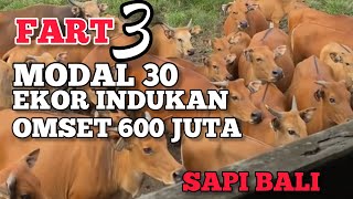 Indukan Sapi Bali 30 Ekor, 5 Tahun Pemeliharaan Untung 600 Juta#FART3