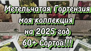 🌿Собираю коллекцию Метельчатой Гортензии на весну 2025г уже 60+ и на этом не будем останавливаться 🌿