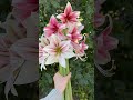 ‘Opal Star’ amaryllis and an unknown cultivar #amaryllis #gardening #amaryllisflower #